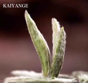 KAIYANGE ORGÁNICO Bai Hao Yin Zhen Té Blanco Imperial Aguja plateada de alta calidad Té chino de primavera hecho a mano Té saludable a granel - Product Image 4