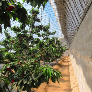 Película para Invernadero con 5 Años <span class=keywords><strong>de</strong></span> Garantía Anti-UV, 200 Micras, Difusora <span class=keywords><strong>de</strong></span> Luz y Anti-Goteo, Plástico Agrícola, <span class=keywords><strong>de</strong></span> Fábrica con 61 Años <span class=keywords><strong>de</strong></span> Experiencia - Product Image 4