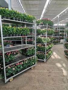 परिवहन हटाने योग्य परिवहन गैल्वेनाइज्ड गार्डन केंद्रीकृत संयंत्र ट्रॉली - Product Image 6