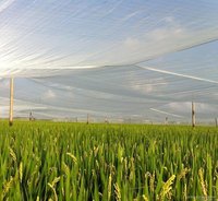 Filet anti-insectes en HDPE stabilisé aux UV, écologique et personnalisable, pour serres, jardins potagers et lutte contre les ravageurs agricoles