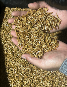 Alimentador congelado de gusanos de harina para mascotas, pájaros, peces, lagartos, arañas, comida, anfibios, cebo de pesca acuática - Product Image 3