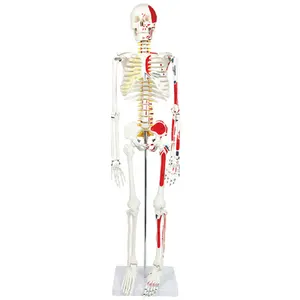 XX-A105IINP Teaching Model 85cm Human Skeletal Muscle Starting And Ending Point Digital Band Neural Model