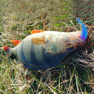 Pêche douce truite leurre Silicone appâts Wobbler <span class=keywords><strong>Swimbait</strong></span> PescaArtificial ver appâts 55mm 1.2g 15 pièces matériau écologique - Product Image 6