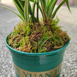 Emballage personnalisé mousse sèche naturelle papillon orchidée Dendrobium semis plante nutriment sol mousse Sphagnum <span class=keywords><strong>tortue</strong></span> tapis d'hibernation - Product Image 5