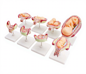 Modèle de <span class=keywords><strong>formation</strong></span> d'embryon humain pour la grossesse fœtale, le développement obstétrique, la gynécologie, l'anatomie de l'utérus pour la maternité et l'enfant - Product Image 1