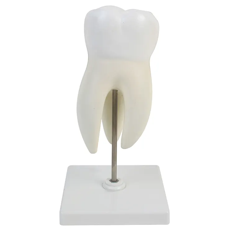 Stand 3 parts paractice teeth dental tooth model