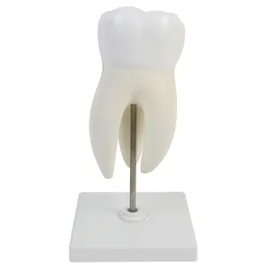 Stand 3 parts paractice teeth dental tooth model