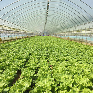 150 Micron-200 Micron Anti-UV <strong>Diffusion</strong> PO Greenhouse Film for Planting Fruits Flowers and Vegetables Wear Resistant - Product Image 5