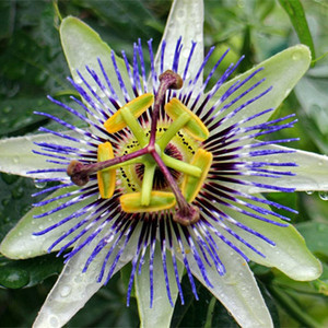 Extrait de Passiflore soluble dans l'eau / Poudre d'extrait de <span class=keywords><strong>Passiflora</strong></span> pour cosmétiques et compléments alimentaires - Product Image 3