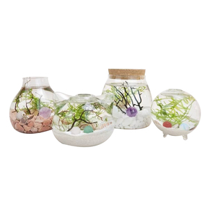 Mini boule de cristal Terrarium bricolage artisanat Kit intérieur mousse plante <span class=keywords><strong>cadeau</strong></span> <span class=keywords><strong>pour</strong></span> <span class=keywords><strong>papa</strong></span> la fête des pères <span class=keywords><strong>pour</strong></span> la maison jardin suspendu utilisation du sol - Product Image 1