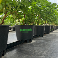 Pot Tanam Persegi Plastik Grosir Anti Pecah dengan Lubang Drainase untuk Rumah Kaca Pertanian