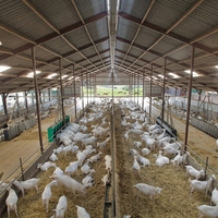 IBeehive Structure en acier industrielle pour ferme avicole, grande capacité (10 000 poulets), facile à assembler, antirouille, étanche et insonorisée
