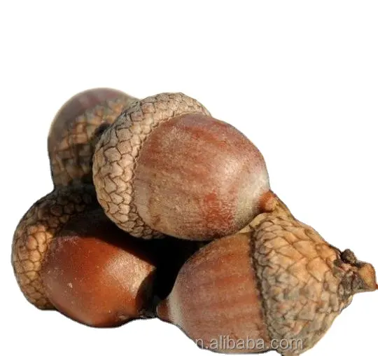 Xiang zi-nueces de roble comestible secas, frutas secas, sin procesar, Natural