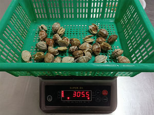 <span class=keywords><strong>หอย</strong></span>คอสั้นทั้งเปลือกแช่แข็ง - Product Image 4