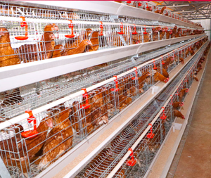 Gabbia per Galline Ovaiole Zincata di Alta Qualità, 4 Piani, 4 Serbatoi d'Acqua, per <span class=keywords><strong>2000</strong></span> Polli, Utilizzata in Allevamenti Avicoli - Product Image 5