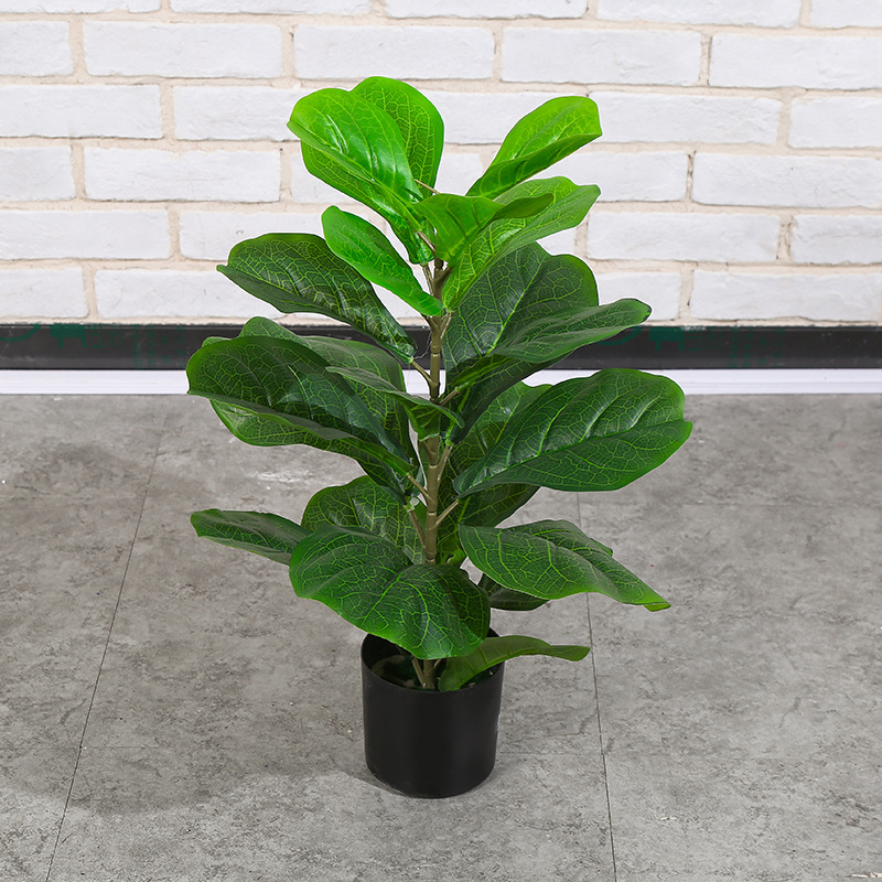 Ficus lyrata 70cm en Y avec pot