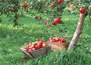 애플 건조 식초 분말 추출물 10% 애플 사이다 식초 분말