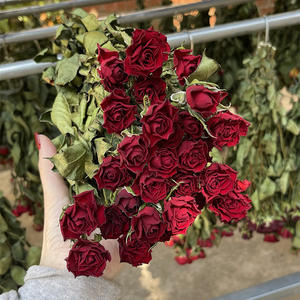 Bouquet di <span class=keywords><strong>Rose</strong></span> Secche Naturali di Grado A all'Ingrosso per Decorazione Casa e Matrimoni - Product Image 1