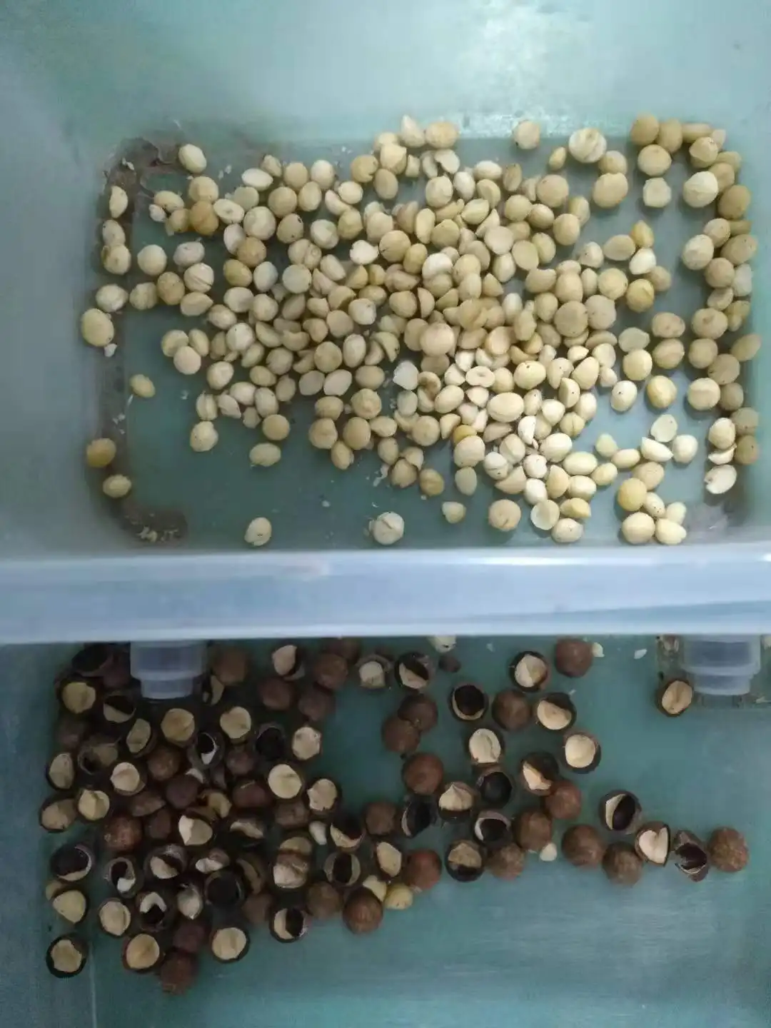 Mini Macadamia Nut Color Sorter Processing Equipment Macadamia Nuts Sorting Machine