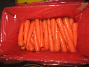 2023 China Shandong Harmless Sweet Carrot Fresh With Price