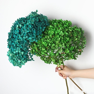 PHA01 Anna ortensia 18 colori solidi naturali fatti a mano conservati fiori di ortensie conservazione a lungo termine per san valentino - Product Image 6
