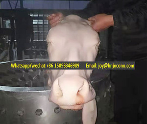 Máquina de Limpieza de Pezuñas de Ganado/Máquina Depiladora de Patas de Cerdo/Máquina Industrial de Depilación de Cabeza de Oveja, Cabra y Cordero - Product Image 5