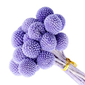 Fleur de Craspedia dorée naturelle préservée, faite à la main, à longue tige, pour la Saint-Valentin, la Fête des Mères, Thanksgiving - Product Image 5