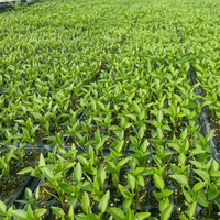 Plateau de semis en PS PET à 32 alvéoles, capacité 100cc, pour légumes, fleurs et tomates