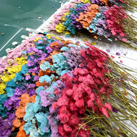 Fleurs de gypsophile séchées et pressées en gros pour l'art encadré, les spécimens, la décoration murale de la maison et les idées de cadeaux de mariage