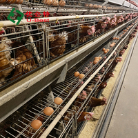 Équipement d'élevage de poulets, système de cages pour poulets de chair, système d'alimentation automatique pour poulets