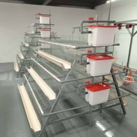 Système moderne d'élevage avicole de type cage à poules pondeuses avec alimentation automatique et système d'évacuation des déjections pour poules pondeuses