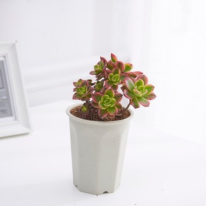 Chậu nhựa & chậu Phổ Thông-Chậu hoa nhựa thoáng khí cho các loài xương rồng, hoa hồng, cây xanh văn phòng & ban công, sử dụng tại nhà - Product Image 3