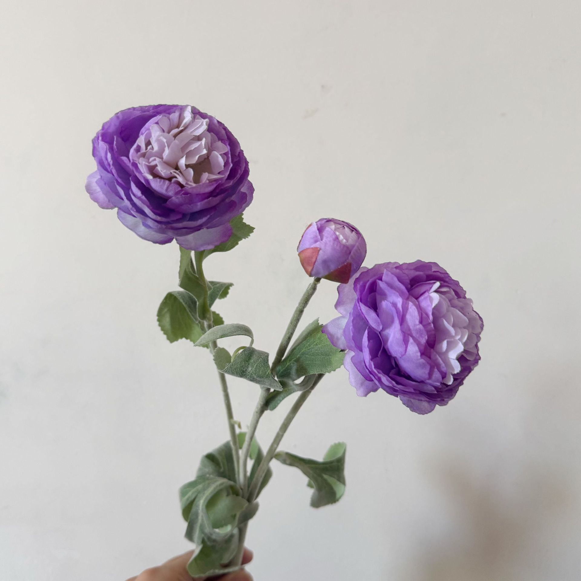 Púrpura