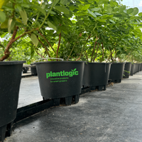 Pot Tanaman Plastik Persegi Besar untuk Berry, Bernapas, Mengontrol Akar, Berkualitas Tinggi, Bebas Bahan Berbau Basah, Cocok untuk Rumah Kaca dan Pertanian