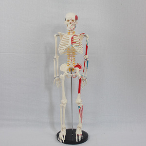 Modèle d'enseignement du squelette humain de 85 cm avec origine et insertion des muscles sur une demi-face, disques intervertébraux, nerfs et squelette - Product Image 1