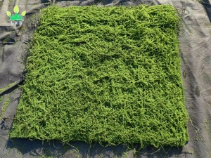 Alfombra <span class=keywords><strong>de</strong></span> Musgo Artificial, Alfombra <span class=keywords><strong>de</strong></span> Césped, <span class=keywords><strong>Plantas</strong></span> Decorativas <span class=keywords><strong>de</strong></span> Seda y Algodón, 1m*1m, Marca Lmd, para Bodas, Hogar, Patio Trasero, Balcón, Uso Interior y Exterior - Product Image 5