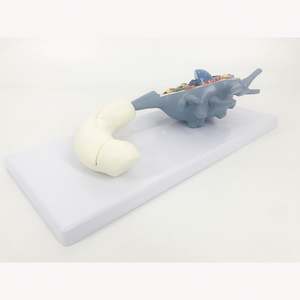 KyrenMed Neuron modeli Neuron hücre gövdesi 2500X büyütülmüş 2 parça sinir lifi yapısı sinir hücresi doku modeli - Product Image 4