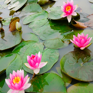 Nymphaea '<span class=keywords><strong>Rembrandt</strong></span>' - una pianta acquatica adatta per laghetti da giardino e serre - Ninfea '<span class=keywords><strong>Rembrandt</strong></span>' - Product Image 6