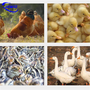 Máquina incubadora de huevos Incubadoras automáticas de laboratorio Huevos para incubar - Product Image 4