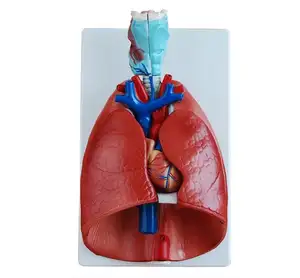 Modelo anatômico médico de laringe, coração e pulmão do treinamento do ensino do tamanho vital humano