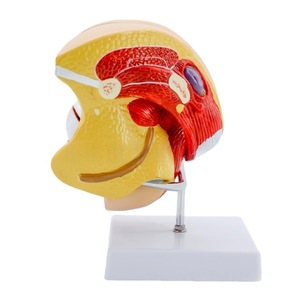 Modèle d'anatomie du système reproducteur féminin Medco avec structure ovarienne détachable pour la formation en chirurgie gynécologique - Product Image 3