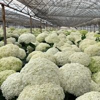 Yunnan harga grosir pabrik bunga Hydrangea sentuhan asli untuk dekorasi pembuatan Hydrangea diawetkan Hari Ibu