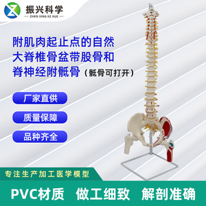 Un modelo de las vértebras naturales grandes, el círculo pélvico, el fémur y los nervios espinales que se atan al sacro, con su origen y... - Product Image 5