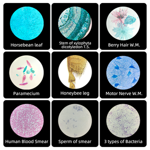 Portaobjetos Biológicos de Parasitología Animal, Preparados para Uso con Microscopio en Universidad - Product Image 6