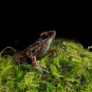 Musgo Sphagnum Seco Orgánico de Alta Calidad, Suministros Premium para Reptiles y Anfibios para la Hibernación/Escalada de Tortugas - Product Image 6