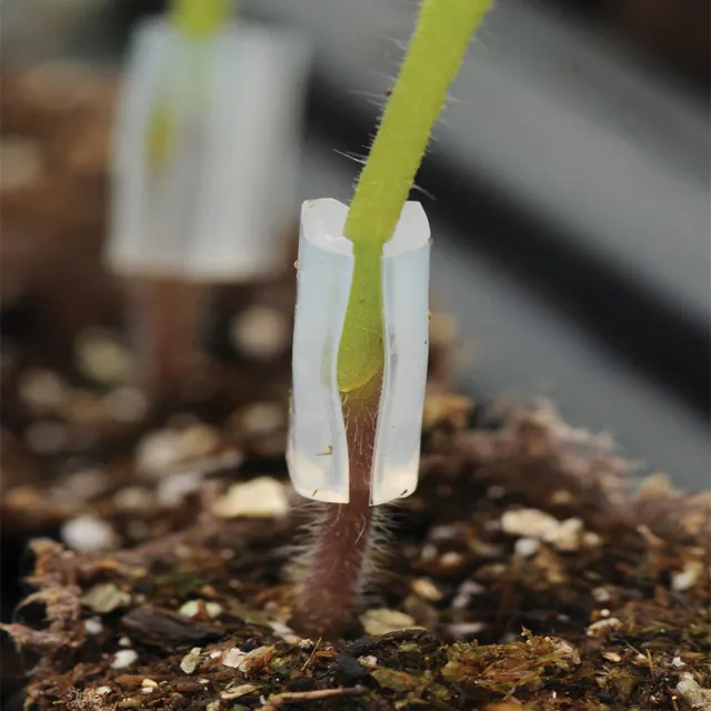 Clips de greffage de légumes fruits plantes de jardin outils de semis pince de greffage de plantes