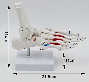Modèle anatomique de <span class=keywords><strong>pied</strong></span> et de cheville humains grandeur nature pour l'enseignement médical, avec marquages des insertion musculaires, certifié ISO CE - Product Image 5