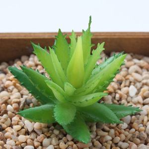 Plantas <span class=keywords><strong>Suculentas</strong></span> Artificiales Surtidas para Decoración, Populares en 2026, Venta al por Mayor, Látex Plástico Artificial, 12 Piezas/Diseño - Product Image 6
