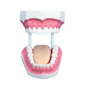 歯茎歯舌口付き32歯小型歯科ケアモデル