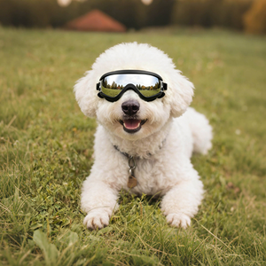 Lunettes de protection transparentes pour chiens de grande race, lunettes de soleil anti-UV pour chiens de taille moyenne à grande - Product Image 4